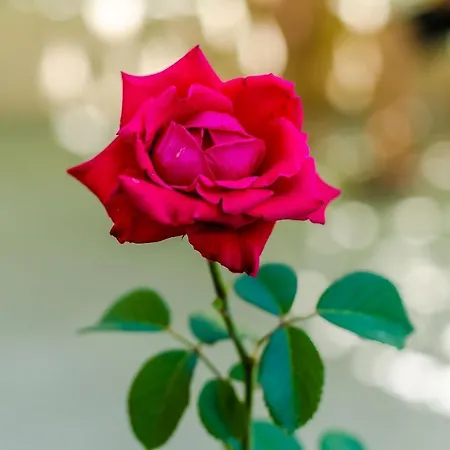 Appartamento Lapad Gardin Ragusa